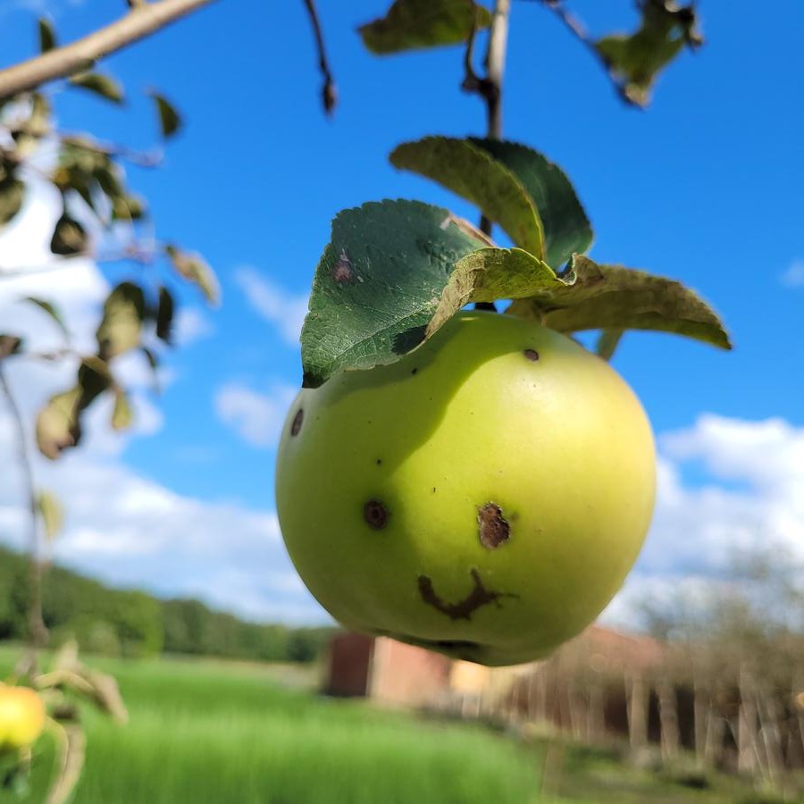 Allergikerfreundliche Apfelsorte am Baum